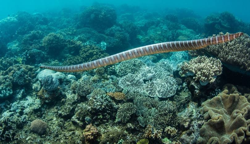 Cobras venenosas na Ilha das Cobras Brasil, São Paulo